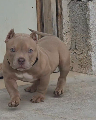 American bully pocket