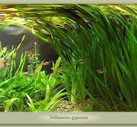 Vallisneria gigantis piante acquario
