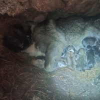 Cuccioli pastore del Caucaso