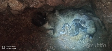 Cuccioli pastore del Caucaso