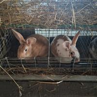 Conigli masci da ingrassare