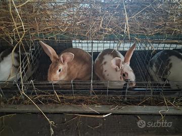 Conigli masci da ingrassare