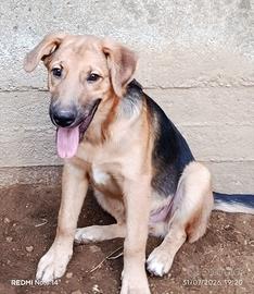Cane cucciolo in adozione