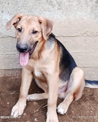 Cane cucciolo in adozione