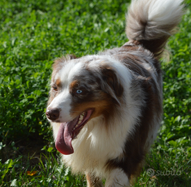 Pastore australiano/Australian sheperd