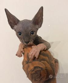Sphynx maschi