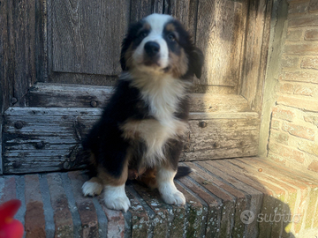Cuccioli di pastore australiano