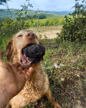 Cane da tartufi