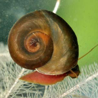 Lumache acquario