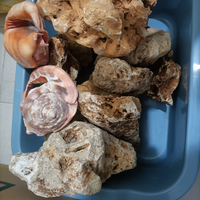 Rocce travertino acquario ciclidi