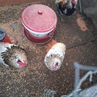 Galli araucana