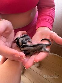 Petauri dello zucchero