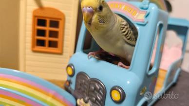 Cocorite allevate a mano