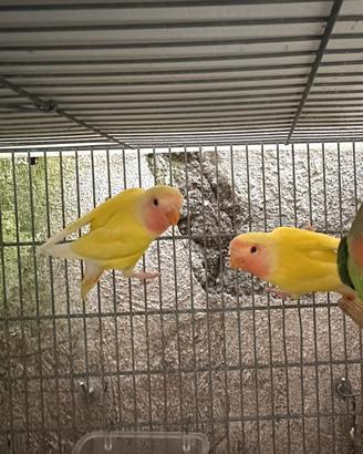 Inseparabili