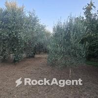 TERRENO AGRICOLO