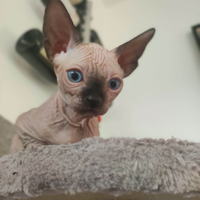 Cucciolo di Canadian sphynx