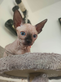 Cucciolo di Canadian sphynx