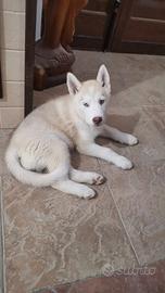 Dolcissima cucciola di Siberian Husky