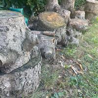 Legna di abete per milleusi