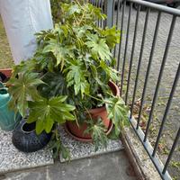 Piante con vasi da giardino