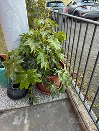 Piante con vasi da giardino