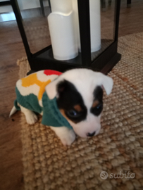 Cuccioli jack Russel