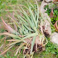 piante di aloe vera 