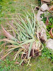 piante di aloe vera 