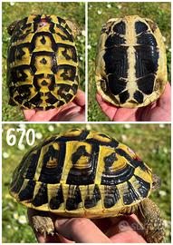 Femmina Testudo hermanni tartaruga terra