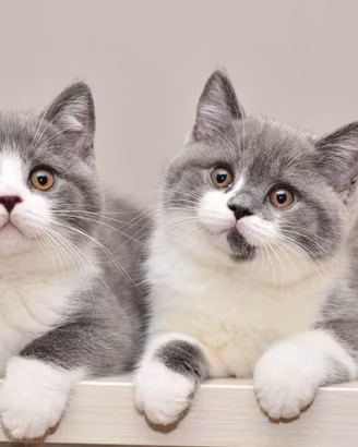 British Shorthair Bicolore - Raro e Dolcissimo, Pr