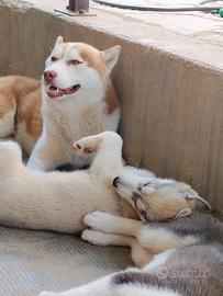 Cuccioli Siberian Husky