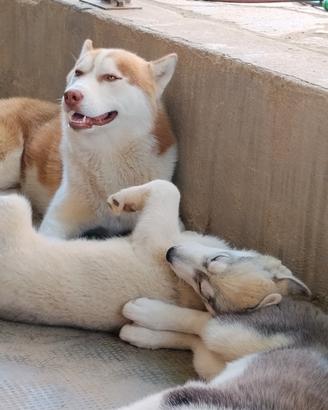 Cuccioli Siberian Husky