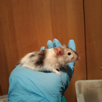 Mus musculus, topo domestico