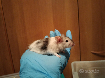 Mus musculus, topo domestico