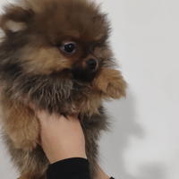 Pomerania cucciolo