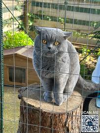 Accoppiamento British shorthair