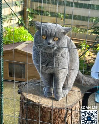 Accoppiamento British shorthair