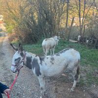 Asina pezzata gravida