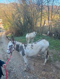 Asina pezzata gravida