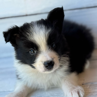 Border collie