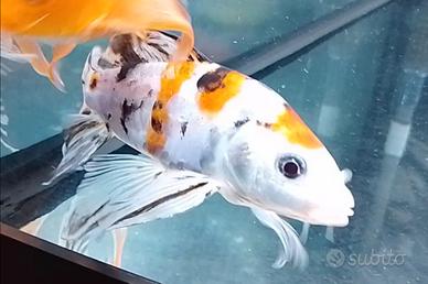 Butterfly Koi tricolore 13 cm