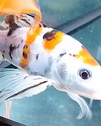Butterfly Koi tricolore 13 cm
