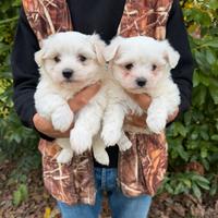Cuccioli di Maltese Coreano