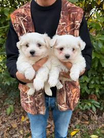 Cuccioli di Maltese Coreano