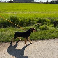 Cucciolone segugio italiano