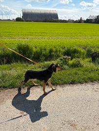 Cucciolone segugio italiano