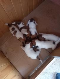 Jack russel terrier