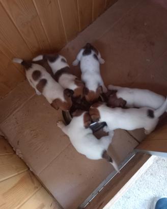 Jack russel terrier