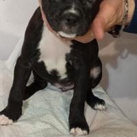 Cucciola American Pitbull Terrier