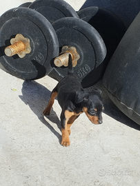 Pinscher Femmina Nana